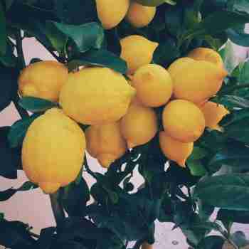 lemons hanging on a tree