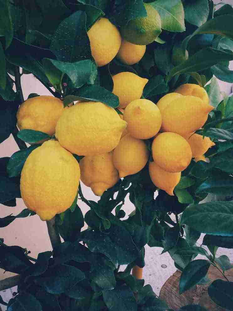 lemons hanging on a tree. natural flea treatment for cats.