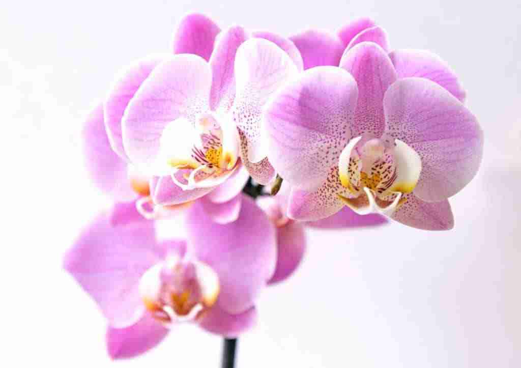 close up of a pink and white moth orchid