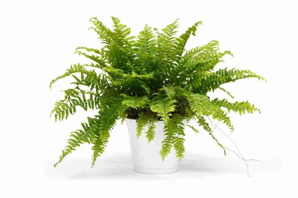 a boston fern in a white pot on white background