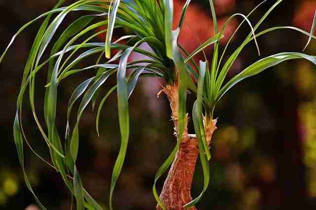 close up of a pony tail plant