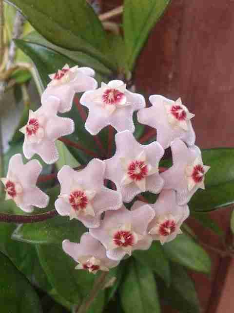 close up of a porcelain flower in bloom