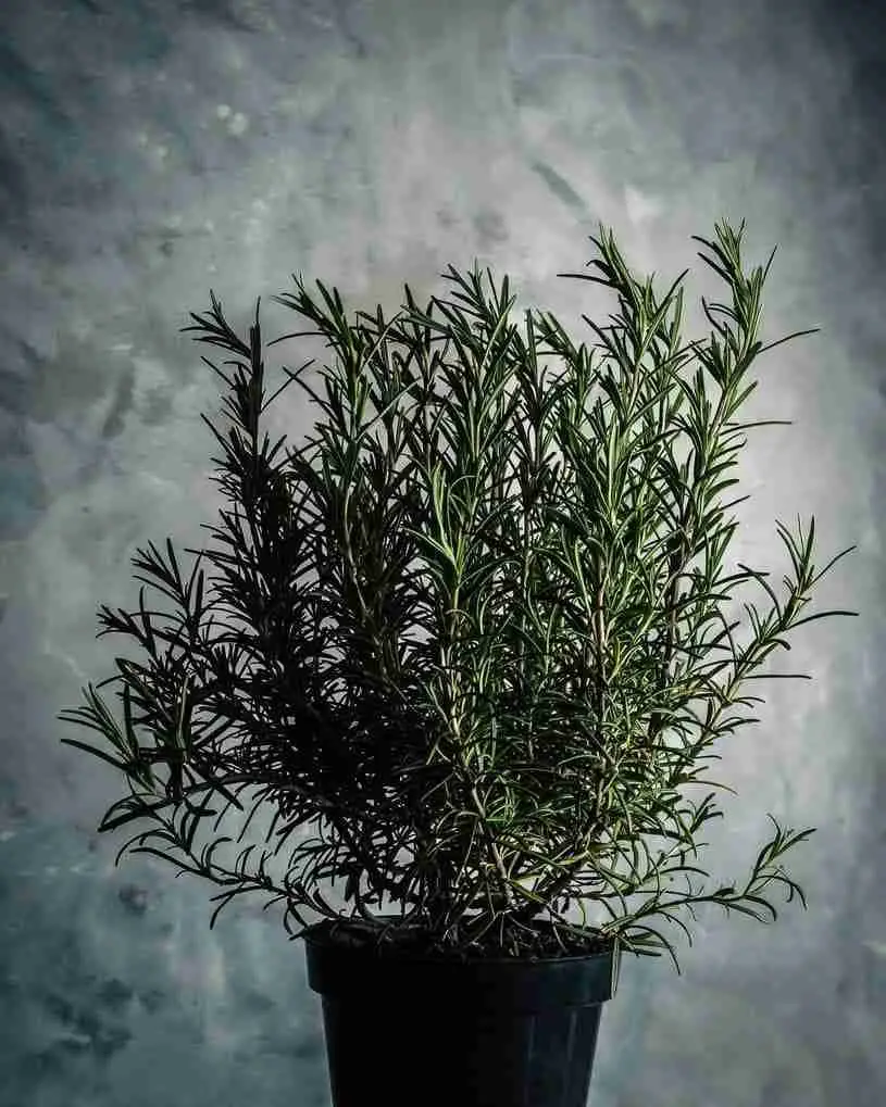 a pot of rosemary against grey background. home remedies for fleas on cats.