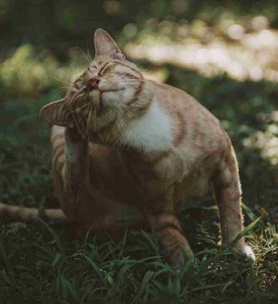 a marmalade tabby sitting outdoors scratching ear with hind paw. home remedies for fleas on cats. how to get rid of fleas on cats naturally.
