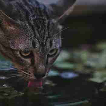 a tabby cat drinking from a puddle tongue out
