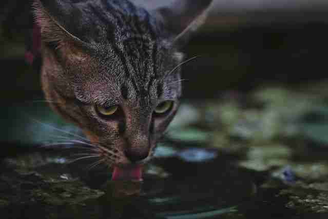 a tabby cat drinking from a puddle tongue out