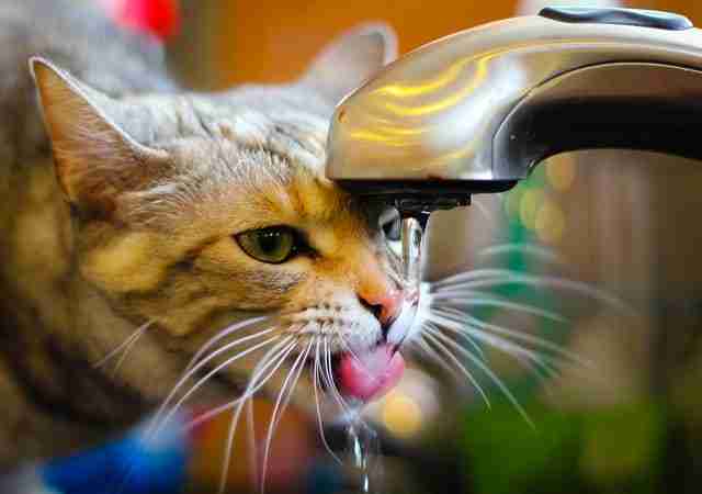 a cat drinking from a kitchen tap