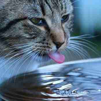 close up of a cat drinking from a large dish tongue out
