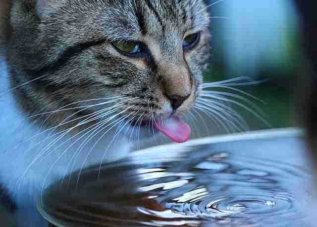 close up of a cat drinking from a large dish tongue out