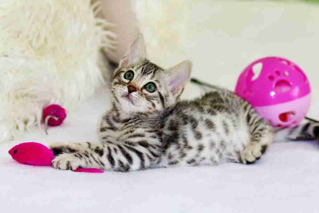 a spotted and striped tabby kitten lying down playing with a pink toy mouse