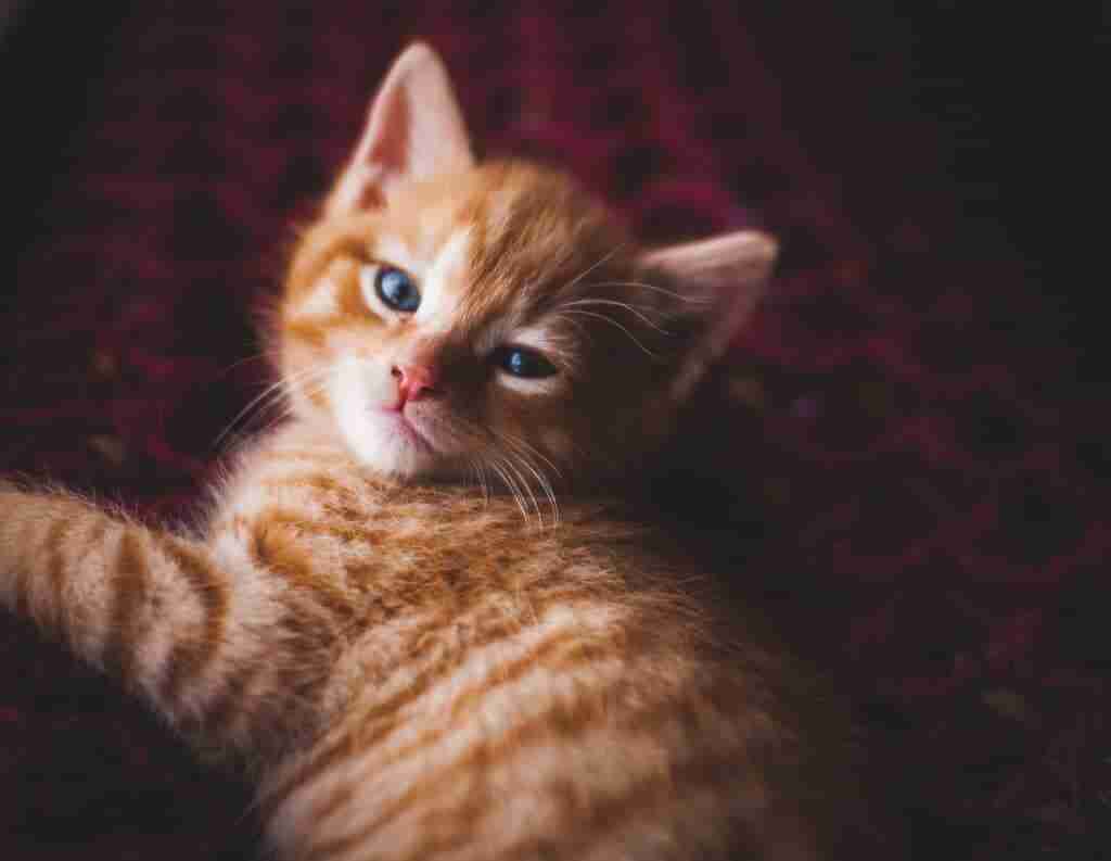 an orange tabby kitten lying down