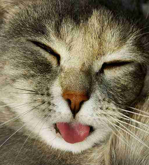 a sleeping tabby cat with tongue hanging out