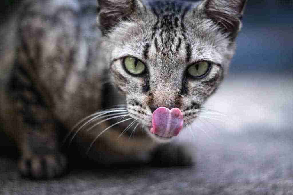 a tabby cat crouching licking their nose with a long tongue