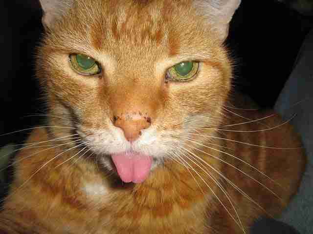 an orange cat blepping