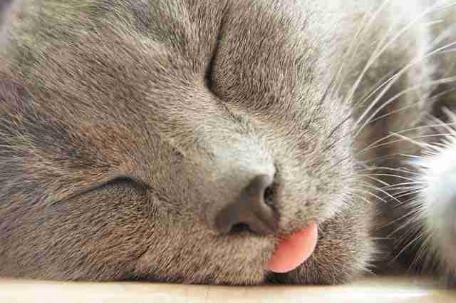 a grey cat sleeping with tongue poking out