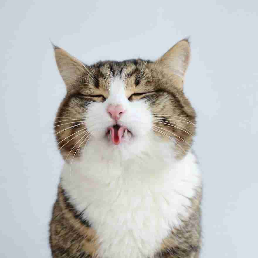 a tabby cat sitting eyes shut sticking curled tongue out