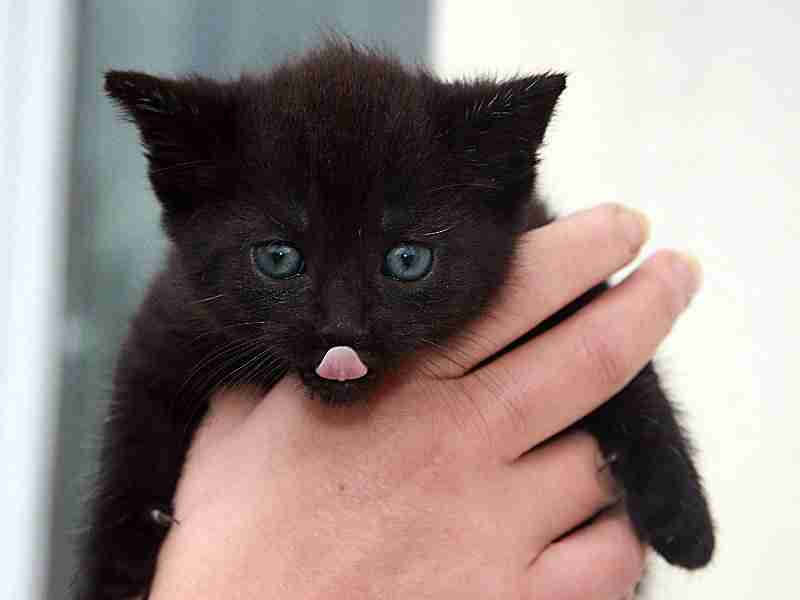 black kitten poking pink tongue out