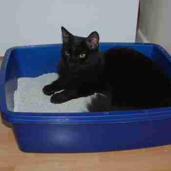 a black cat lying in cat litter in a tray