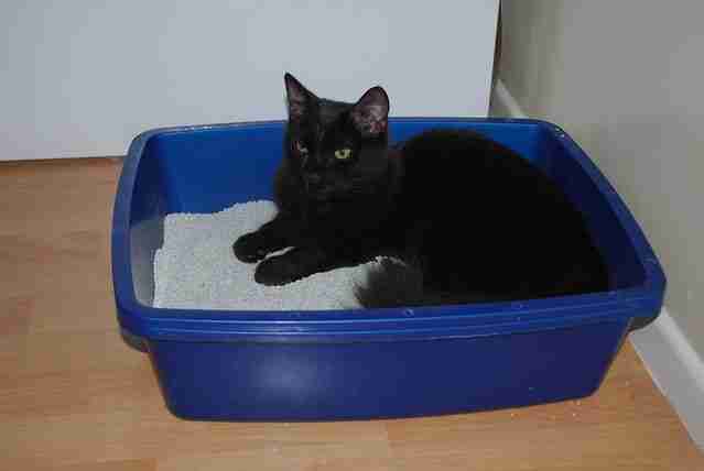 a black cat lying in cat litter in a tray