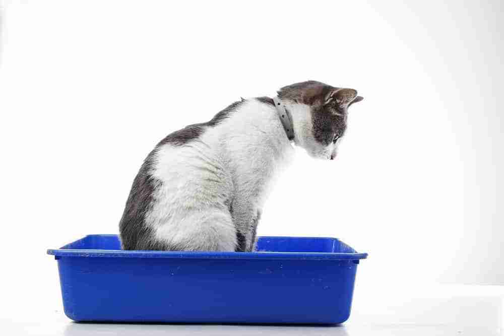a profile shot of a cat sitting in a blue litter tray