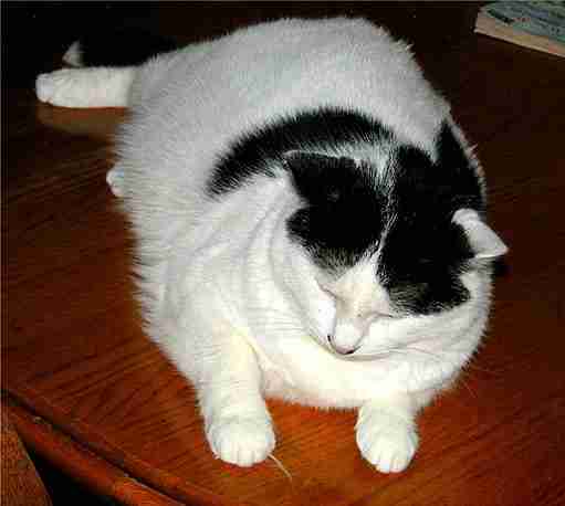 a fat black and white cat lying on a table