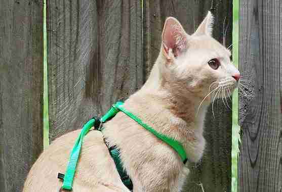 12-16 Mint Green Stock Show Pet Cat Harness with Lead Leash Set Cat Reflective Adjustable Mesh Paddded Chest Harness Escape Proof Harness for Outdoor Walking Jogging for Cat