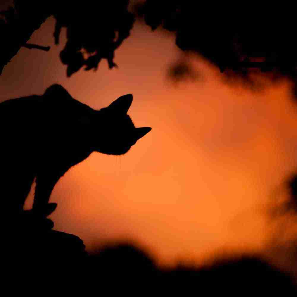 silhoulette of a cat at dusk with orange red sky background
