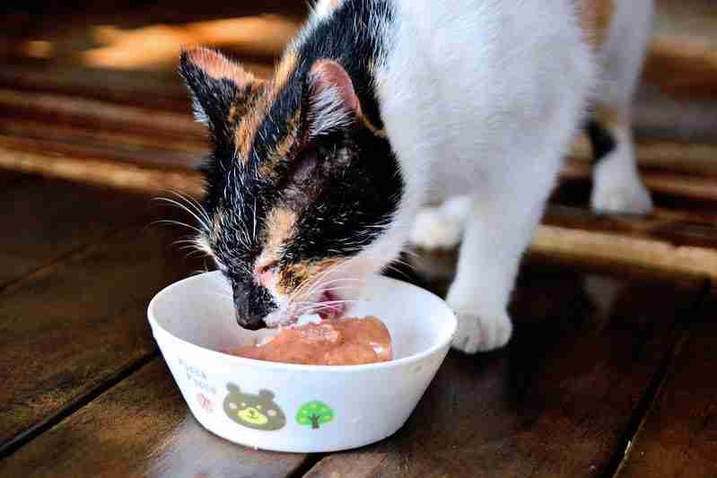 a calico cat eating raw chicken from a bowl