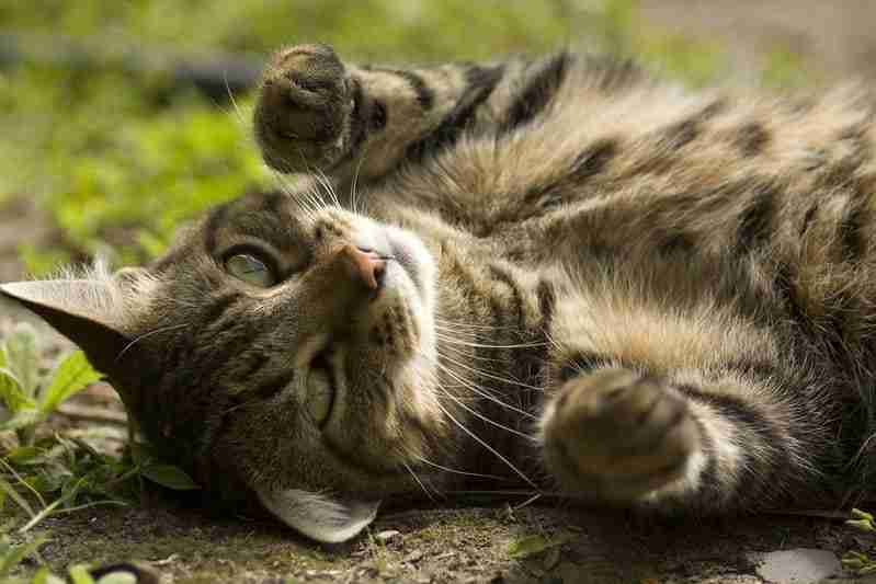 mackerel tabby cat rolling in dirt