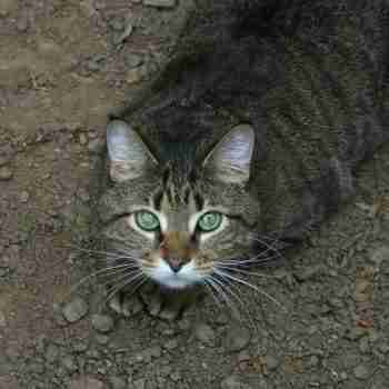 a tabby cat sitting in dirt