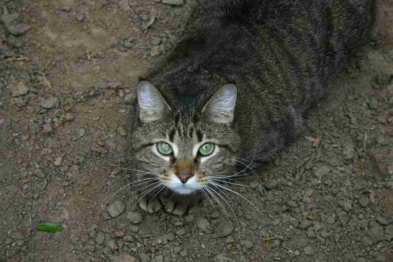 a tabby cat sitting in dirt