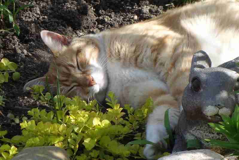 a stripey ginger cat sleeping in a flower bed