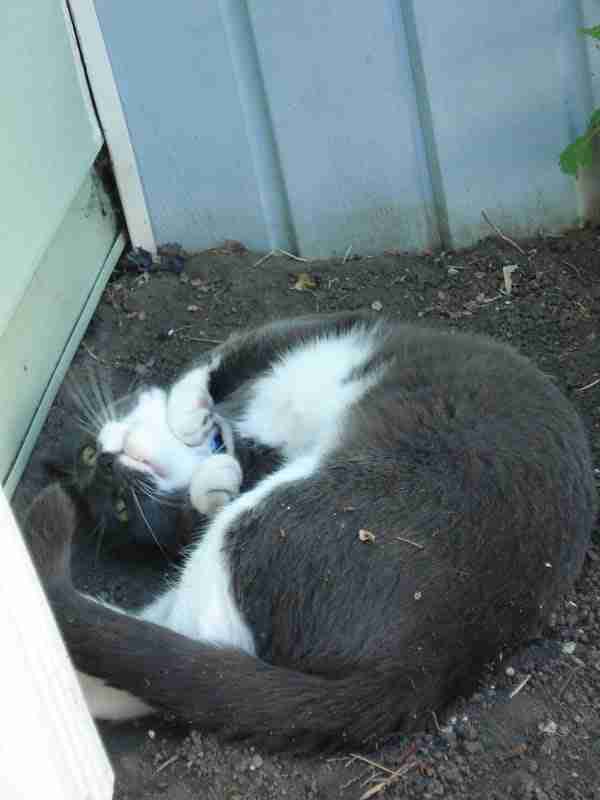 a grey and white cat rolling in dirt