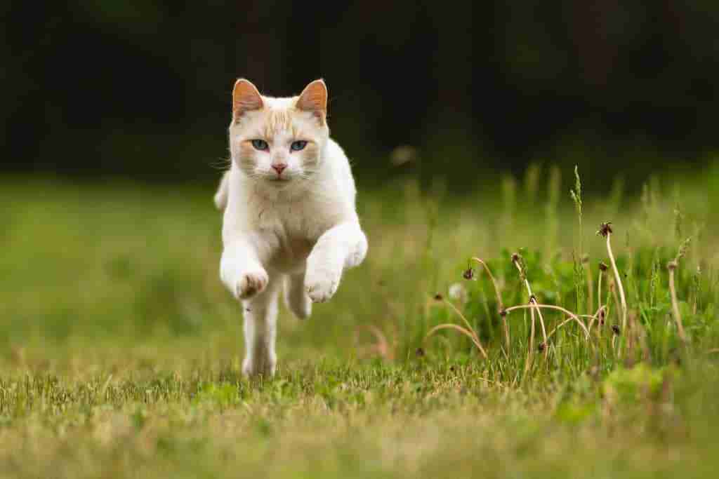 a flame point cat running toward camera over a lawn