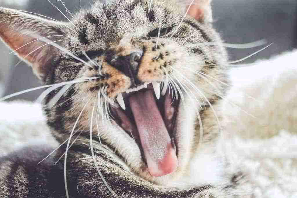 close up of a black, grey and sand tabby with long whiskers yawning