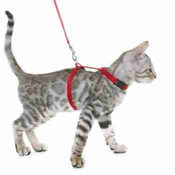 a silver bengal kitten wearing a red cat harness and leash