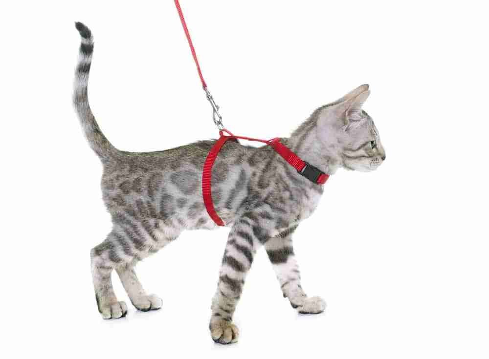 Soft Adjustable Harness for Cats azuza Cat Harness and Leash for Walking Escape Proof,Classic Plaid Cat Hanress