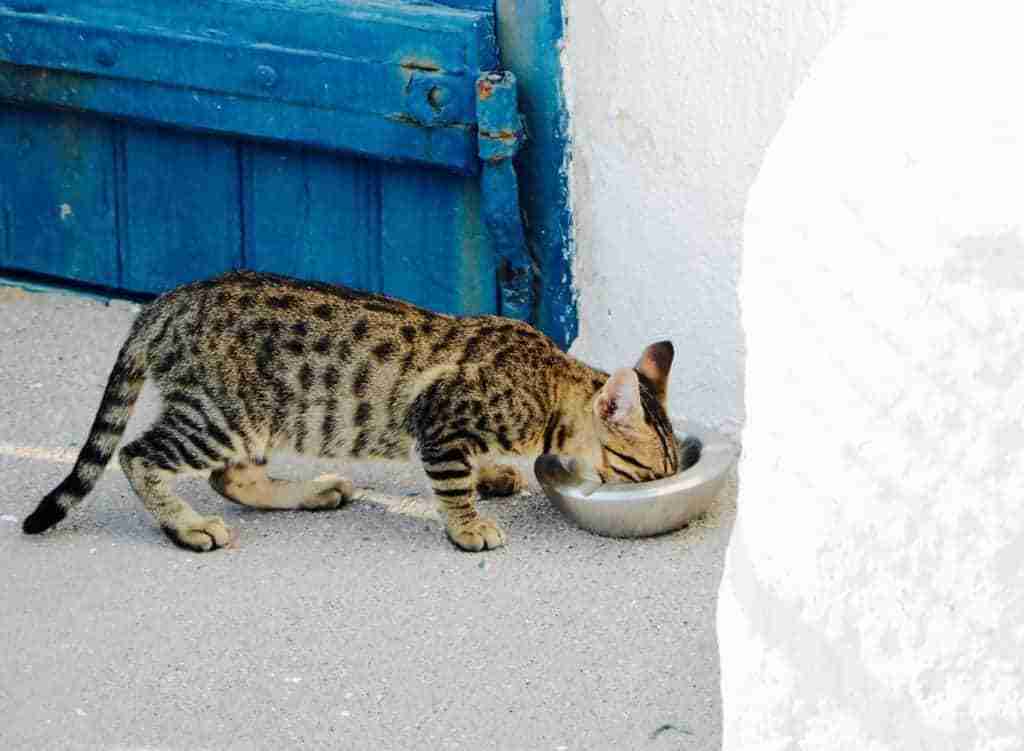 a spotted and striped brown and black tabby cat eating from a bowl outdoors in Greece