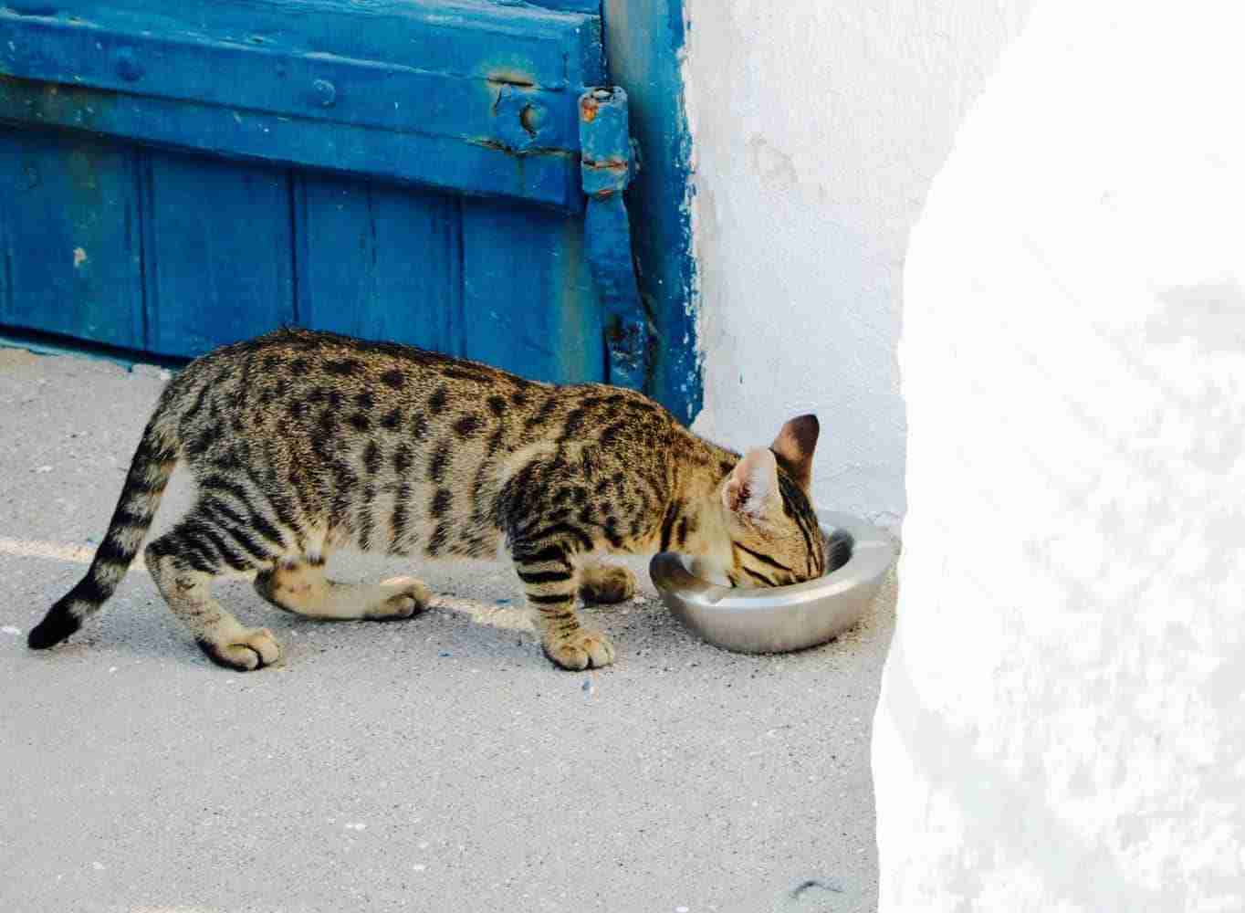 a spotted and striped brown and black tabby cat eating from a bowl outdoors in Greece