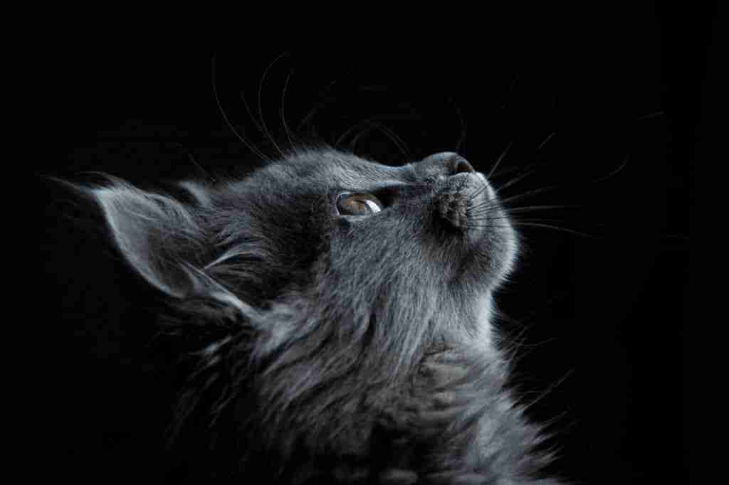 close up profile of a gray kitten looking upward against a black background