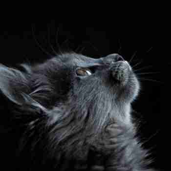 close up profile of a gray kitten looking upward against a black background