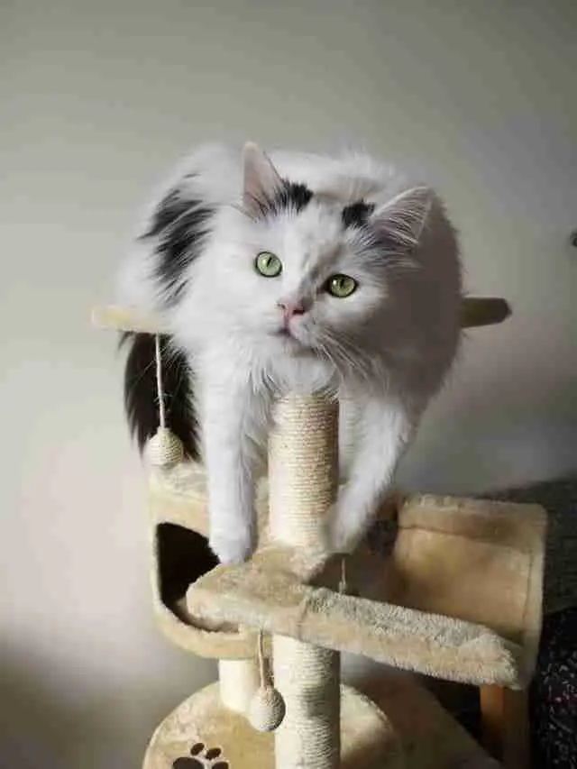 a long haired black and white cat draping itself over over a cat tree