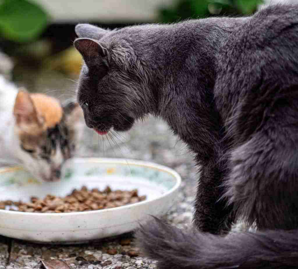 two tough looking street cats eating cat food from a bowl