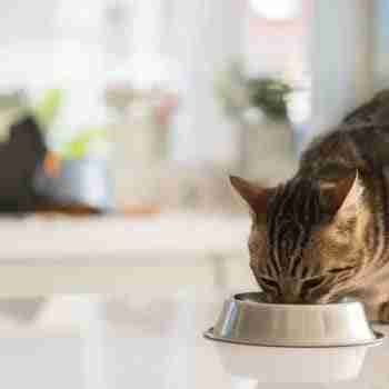 a cat eating from a metal bowl on a kitchen counter