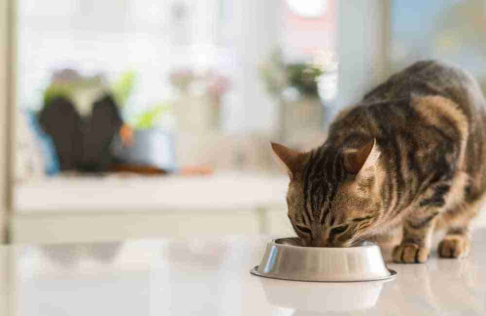 a cat eating from a metal bowl on a kitchen counter