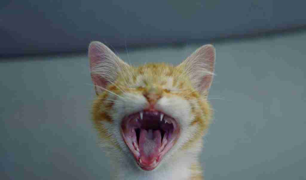 a young red and white kitten yawning