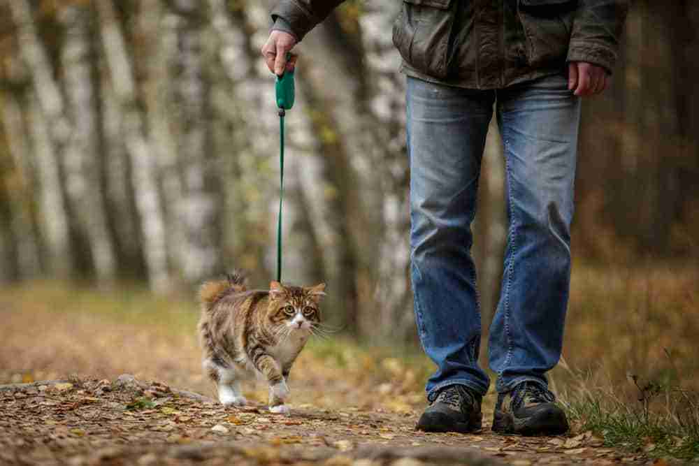 a cat walking on a leash with their owner