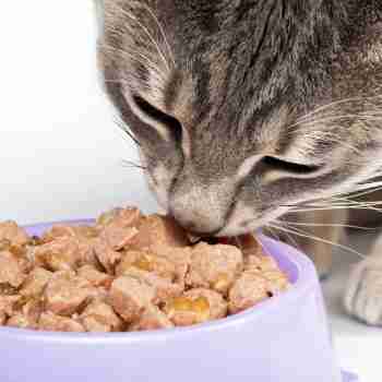 close up of a cat eating chunky wet cat food from a purple bowl