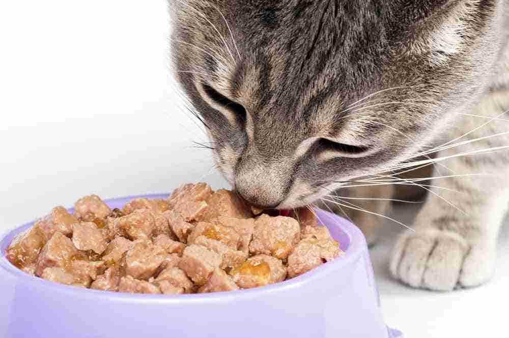 close up of a cat eating chunky wet cat food from a purple bowl