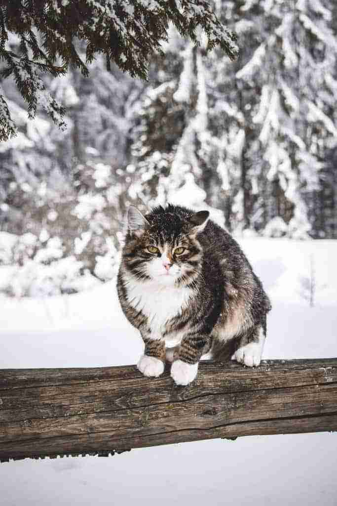a cat sitting on a log in a snowy winter scene